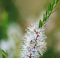 Cajeput Essential Oil Cold Sores and Menstruation Cramping