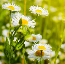 Roman Chamomile Essential Oil