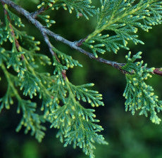 Cypress Essential Oil (Australian Blue)