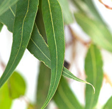 Eucalyptus Blue Mallee 100% Pure Therapeutic Grade