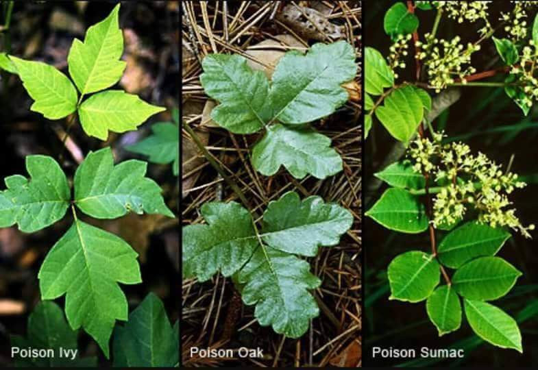 Poison Ivy Poison Oak Sumac Relief that really works!! Essential Oil Blend Holistic