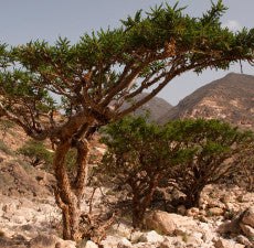 Frankincense Boswellia Serrata India Essential Oil