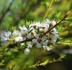 Orange Bitter Essential Oil