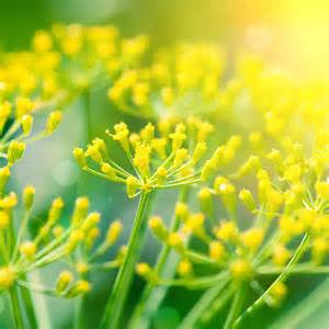 Fennel Essential Oil great for Digestion, Strength and Mental Health, Diuretic and Weight Loss