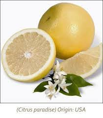 Grapefruit White Essential Oil