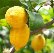 Lemon Organic Essential Oil