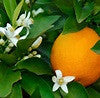 Orange 5X 5 Fold Essential Oil 5 times more powerful than 1 drop of Sweet Orange