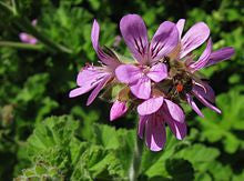 Rose Geranium Essential Oil