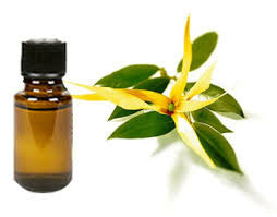 Ylang Ylang Essential Oil