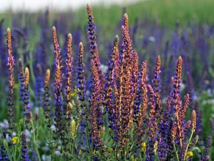 Clary Sage Essential Oil