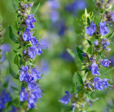 Hyssop Essential Oil Therapeutic Grade