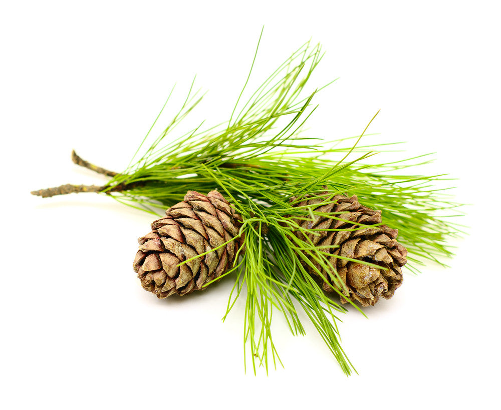 Cedarwood Essential Oil