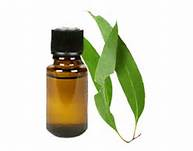 Eucalyptus Globulus - 100% Pure Therapeutic Essential Oil