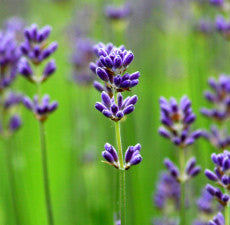Lavender Population Essential Oil Most Therapeutic Sleep, Calming, Burns, Anxiety, Restlessness