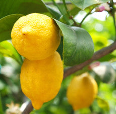 Lemon Essential Oil great for Bronchitis, Cold Sores, Fever, Flu and Depression